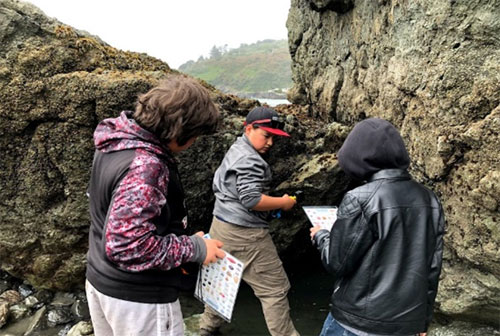 Students identify tidepool dwelling creatures with guides from HSU