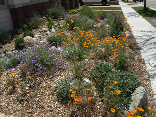 A front yard is transformed by the Ocean Friendly Gardens Program