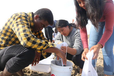 Students examining beach transects