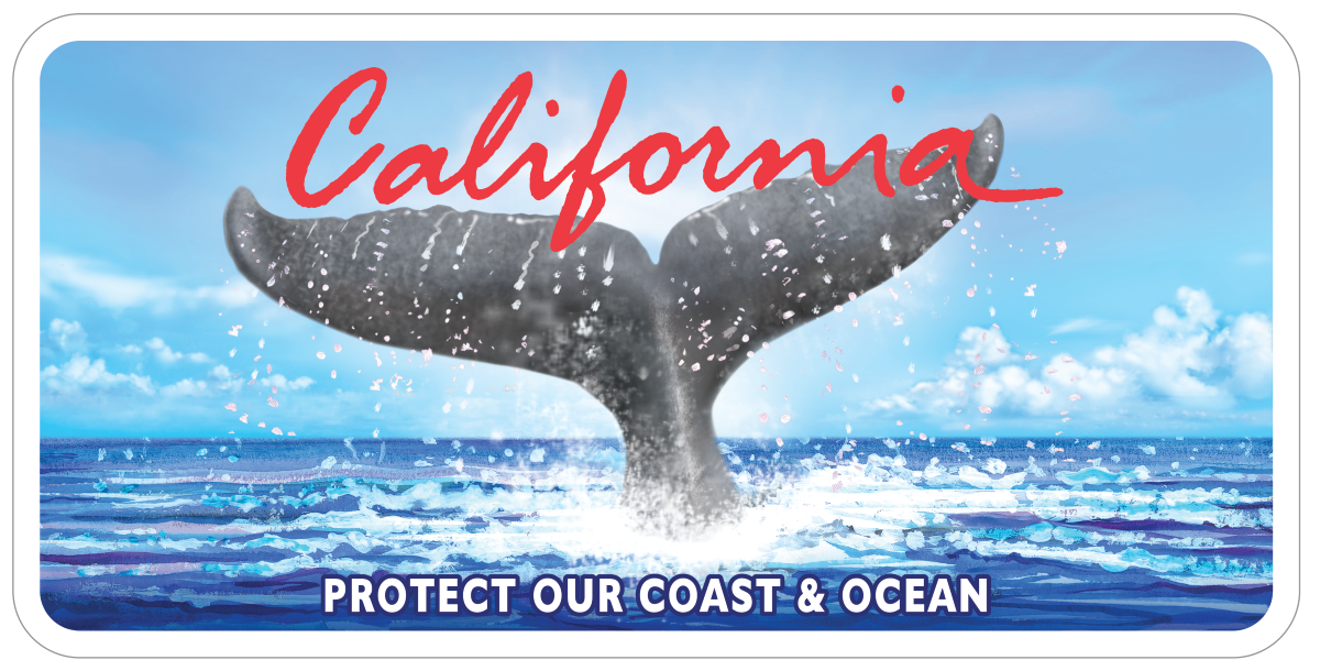 Whale Tail License Plate